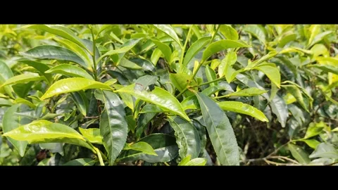 Behind the tea trees Stock Footage 277515390