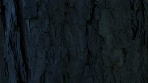 Behind a tree to austrian view Stock Footage 112777634