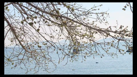 Behind tree branches video of  private motorboat leaving to coast Stock Footage 296883114