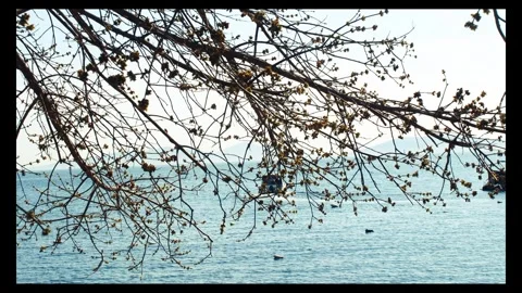 Behind tree branches video of  private motorboat leaving to coast Stock Footage 296883164