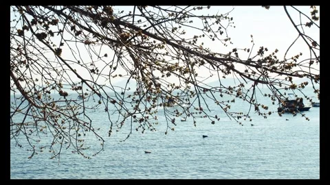 Behind tree branches video of  private motorboat leaving to coast Stock Footage 296883165
