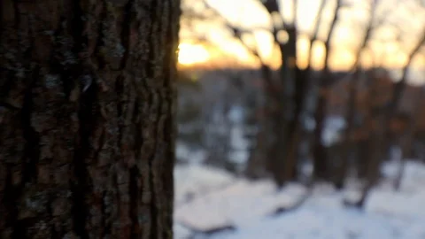Behind a tree to the golden sunset and snowy forest. 스톡 동영상 120488809