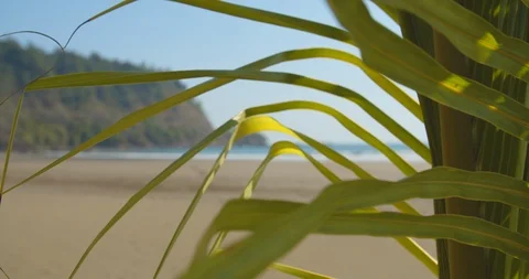 Behind a tree looking towards the beach Stock Footage 108605859