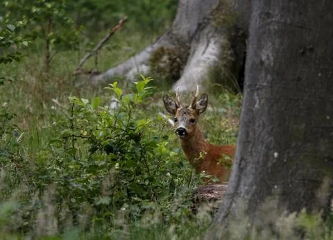 Behind the tree Stock Photos