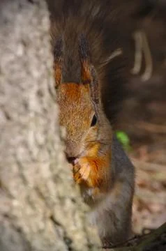 Behind the tree Photos