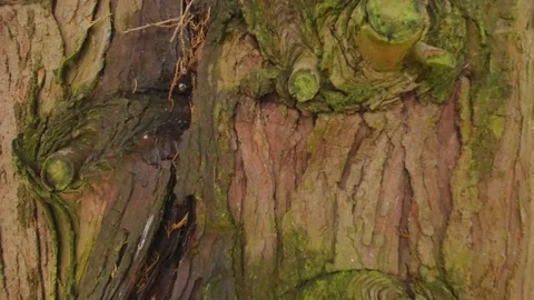 From Behind A Tree A Retired Man Has A Tea 4k Stock Footage 70029515