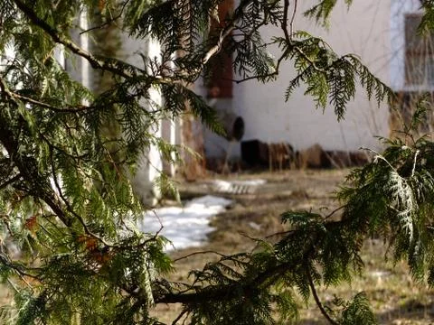 Behind trees Foto stock