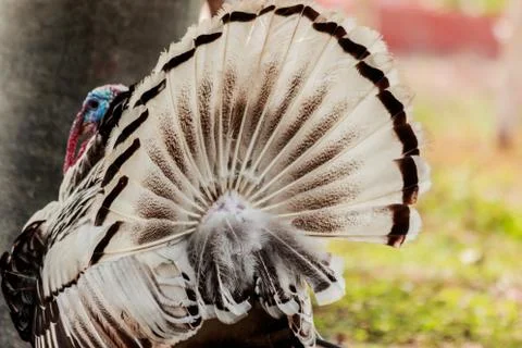 Behind the turkey tail. Stock Photos