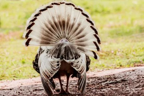 Behind the turkey tail. Stock Photos