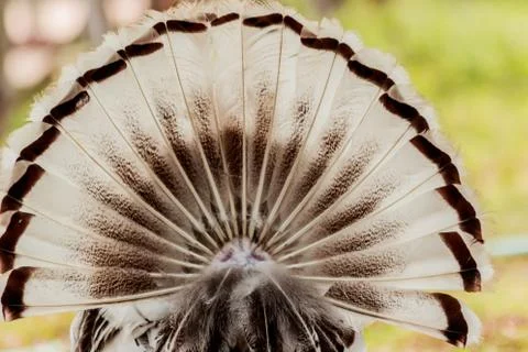 Behind the turkey tail. Stock Photos