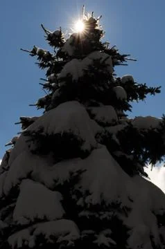 Behind a winter spruce (1). Stock Photos
