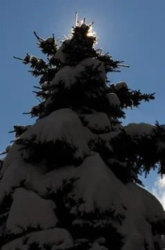 Behind a winter spruce (2). Stock Photos