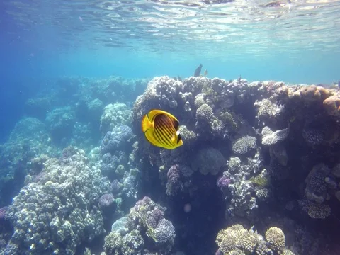 Behind the yellow fish in the pasture of fish Stock Footage 73575582