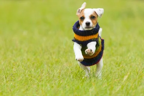 Behold the boundless joy of an 8 week old Parson Russell Terrier puppy running Foto stock