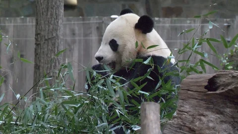 Bei Bei the giant panda eats bamboo  4K Видео 118724972