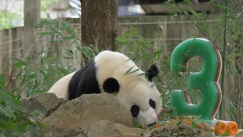 Bei Bei the panda pulls apple from cake and eats it 4K Stock Footage 94059010