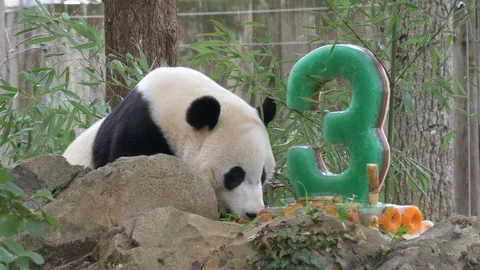 Bei Bei pulls bamboo from cake and eats 4K Stock Footage 94042801