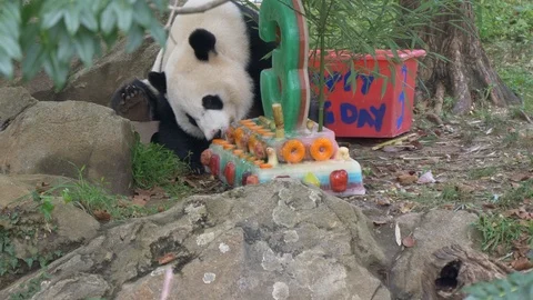 Bei Bei the young panda eats his birthday cake 4K Stock Footage 94040638