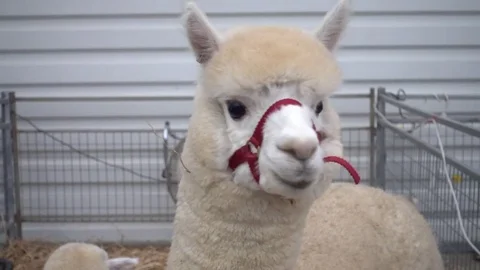 A beidge alpaca at 2017 Royal Melbourne Alpaca Show. Stock Footage 78472809