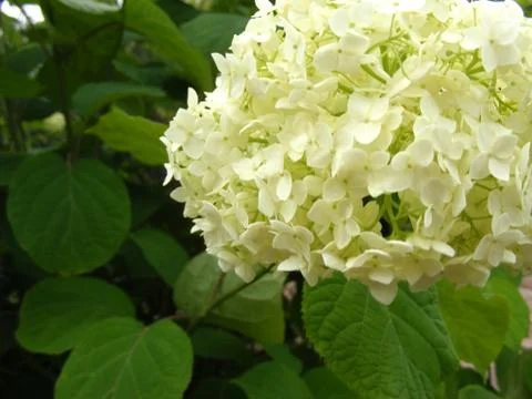 Beige and white hydrangea close up with leave Foto stock
