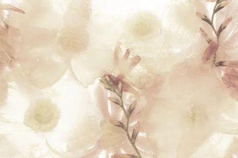 Beige anemone flower background Stock Illustration