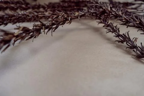 Beige background with dry branches. Foto stock