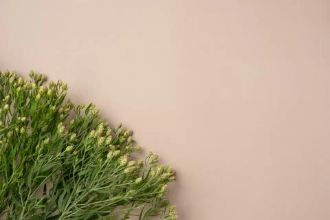 Beige background with flowers. Flat lay, top view. Copy space Stock Photos