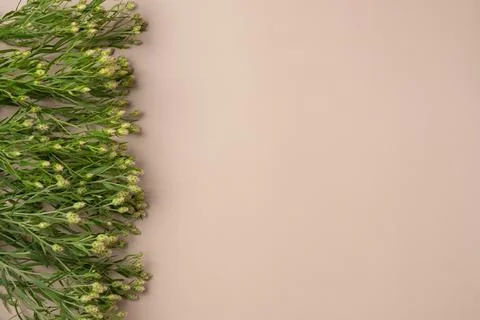 Beige background with flowers. Flat lay, top view. Copy space Stock Photos