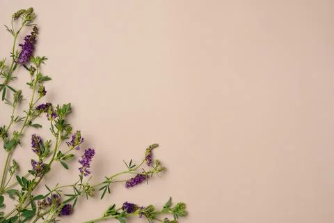 Beige background with flowers. Flat lay, top view. Copy space Stock Photos
