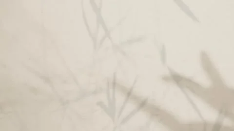 Beige background shadow leaves bamboo grey abstract backdrop summer Stock Footage 318129567