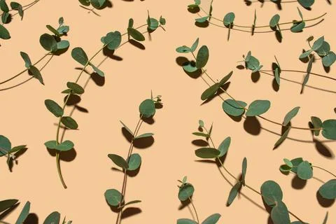 Beige background with sprigs of fresh eucalyptus Stock Photos