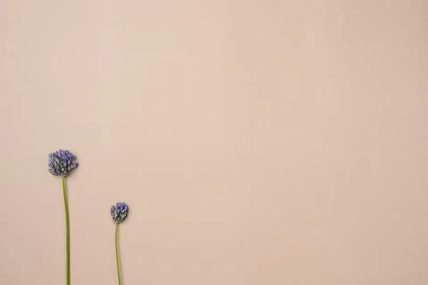 Beige background with violet flowers. Flat lay, top view. Copy space Stock Photos
