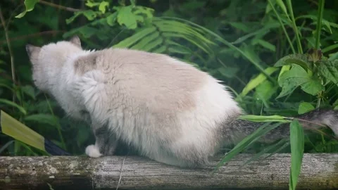 A beige barn cat is on alert, stalking its prey in the bushes. Stock Footage 301514894