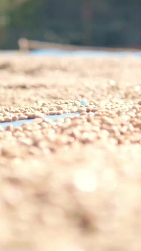 Beige beans drying on blue tarp in the sun Video stock 331928269