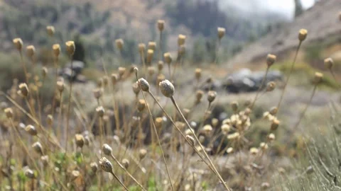 Beige boxes of dried grass. Stock Footage 108262528