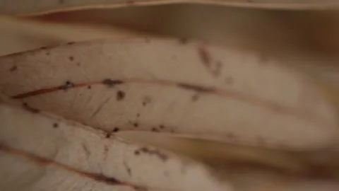 Beige brown macro leaves close up with selective focus vertical footage Stock Footage 176894581