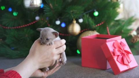 Beige burmese kitten on hands on a background of the Christmas tree Stock Footage 122175539