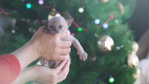 Beige burmese kitten on hands on a background of the Christmas tree Video stock 122175969