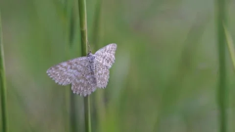 Beige butterfly on the Grass 스톡 동영상 151085139