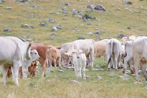 Beige calf in a herd of cows Stock Photos