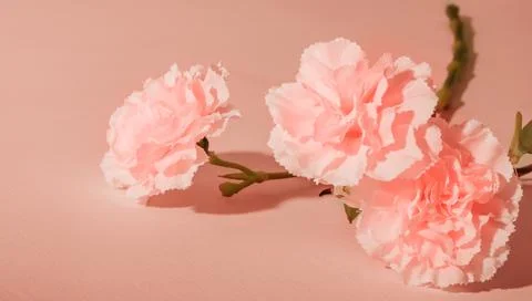 Beige carnation flower on the table close-up. Copy space. Holiday card. Mothe Stock Photos