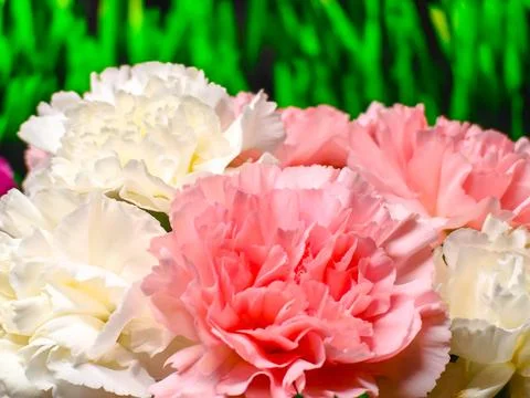 Beige carnation flower on the table close-up. Copy space. Holiday card. Mot.. Stock Photos