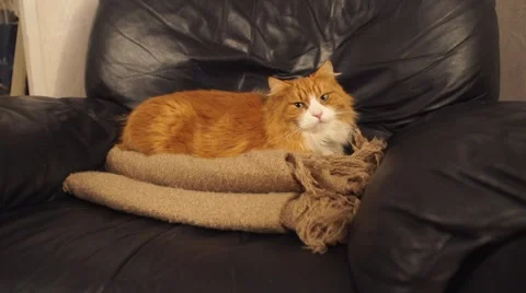 A beige cat going round in an armchair. Stock Footage 44800653
