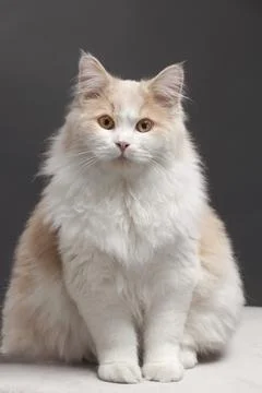 Beige cat, isolated on a grey background Stock Photos