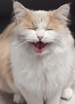 Beige cat, isolated on a grey background Stock Photos