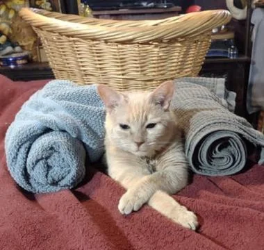 Beige Cat Laying Between Two Rolled Towels Near Laundry Basket. Stock-Fotos