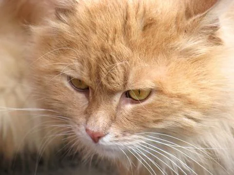 Beige cat Stock Photos