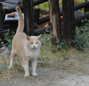 Beige cat Foto stock