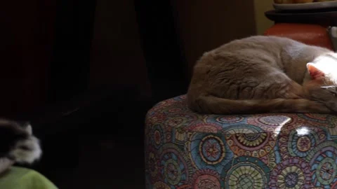 A beige cat sits on a brightly colored pouffe and looks around Stock Footage 284026477