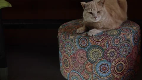 A beige cat sits on a brightly colored pouffe and looks around	 Stock-Footage 284026528